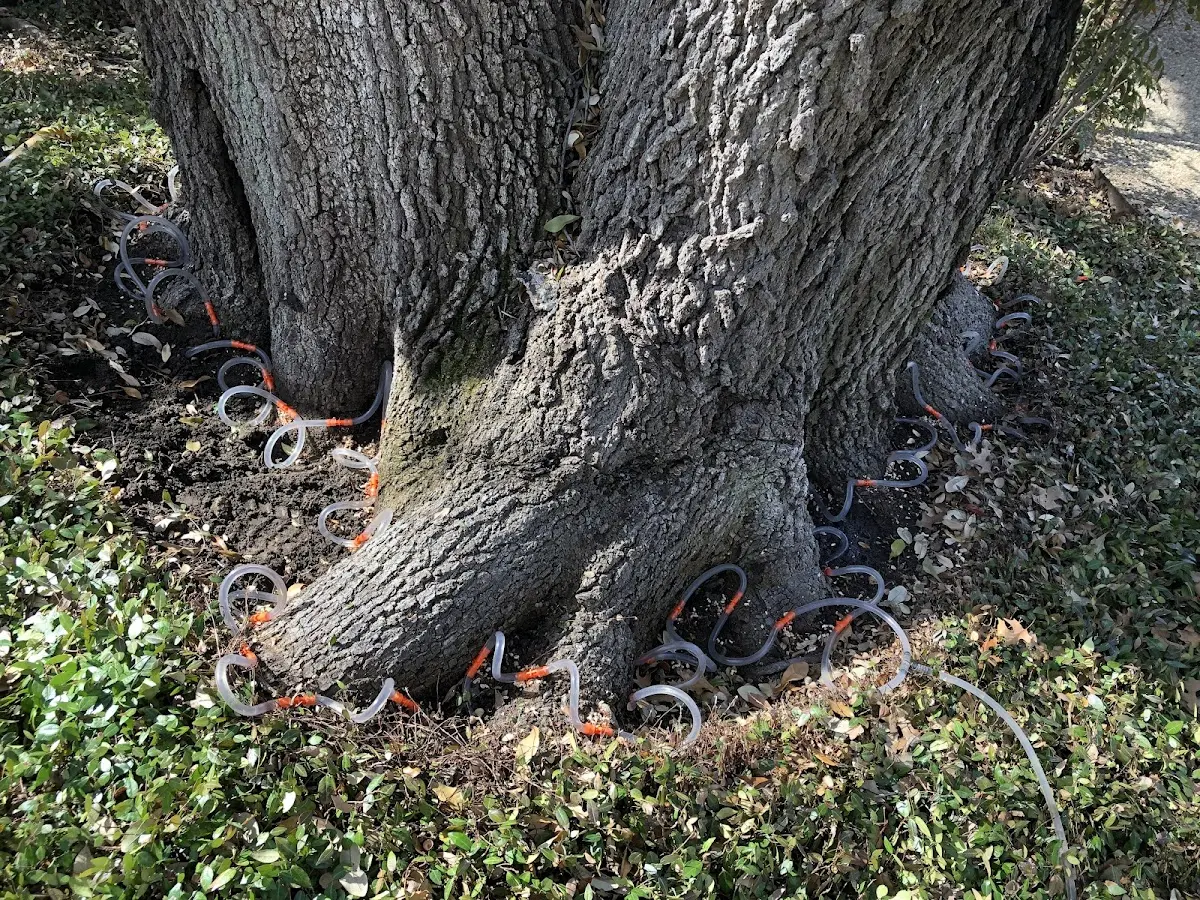 Detailed Tree Cabling and Bracing job site in Mc Farlan