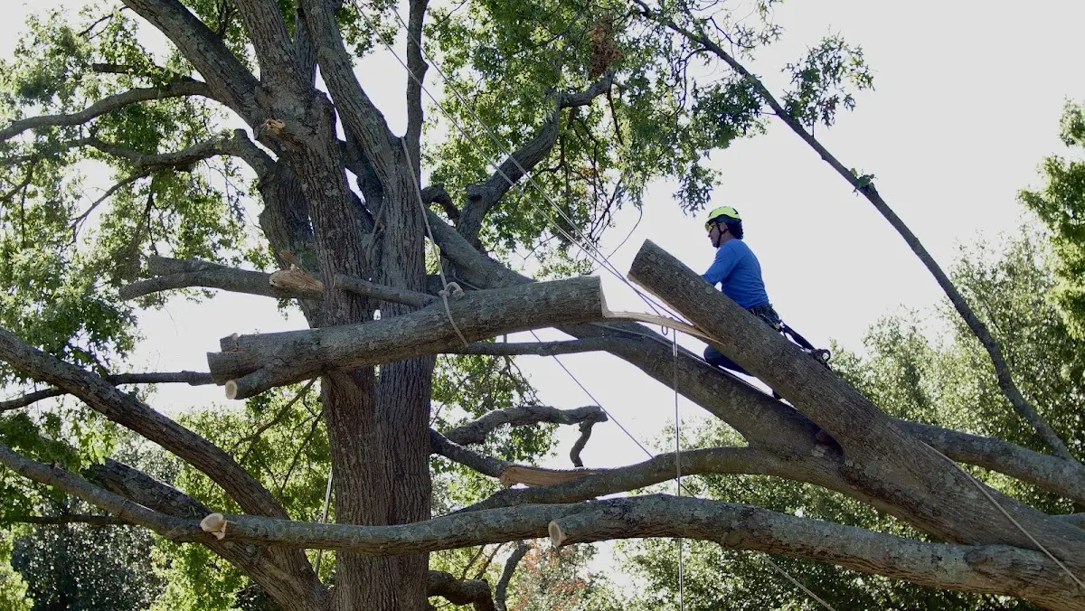 Professional Hazardous Tree Removal performed by certified arborists in Mc Farlan